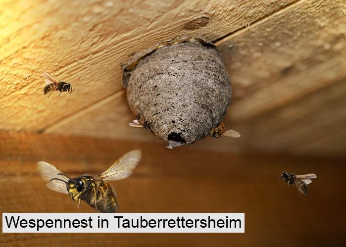 Wespennest in Tauberrettersheim
